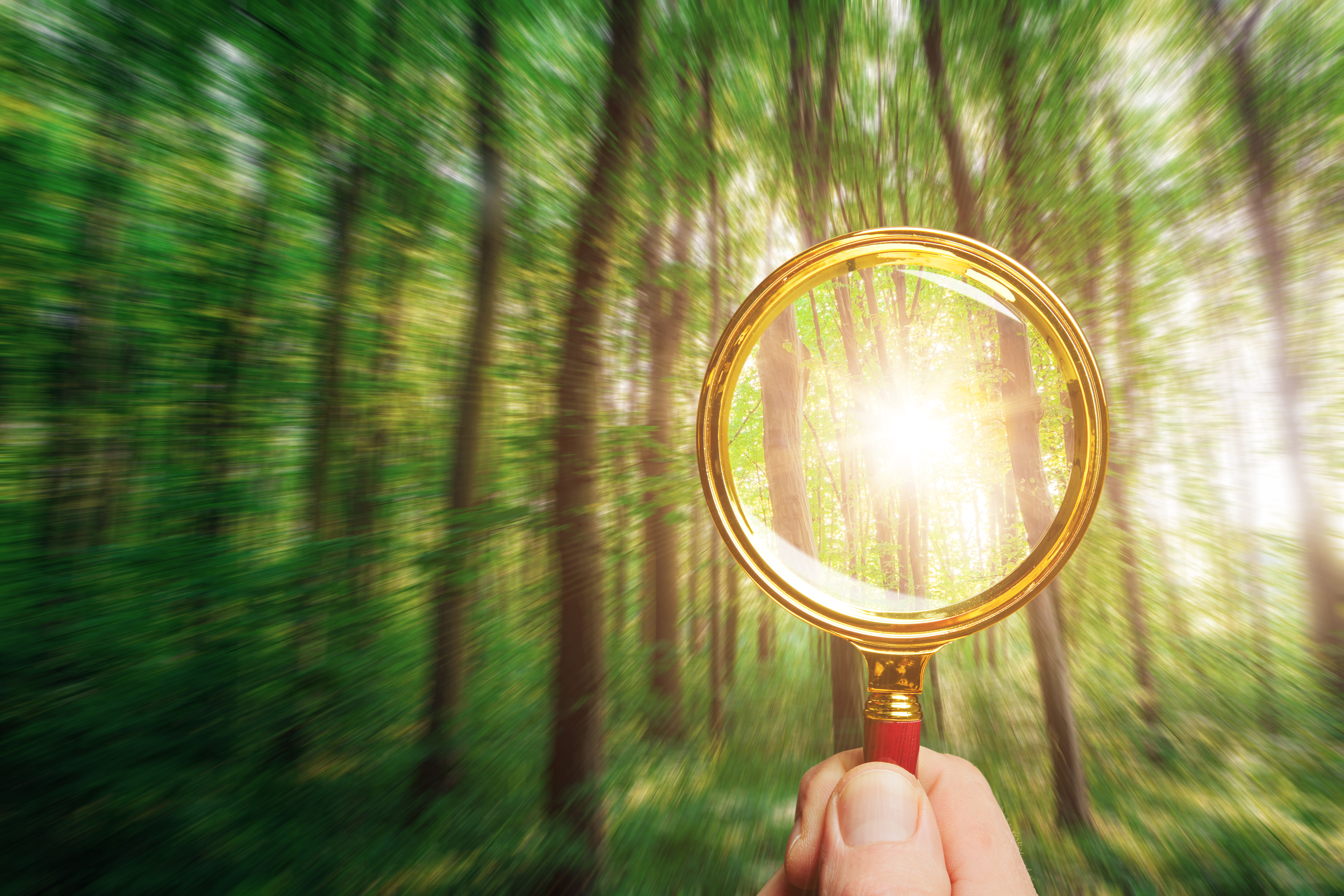 a hand holding a magnifying glass looking at trees in the distance.